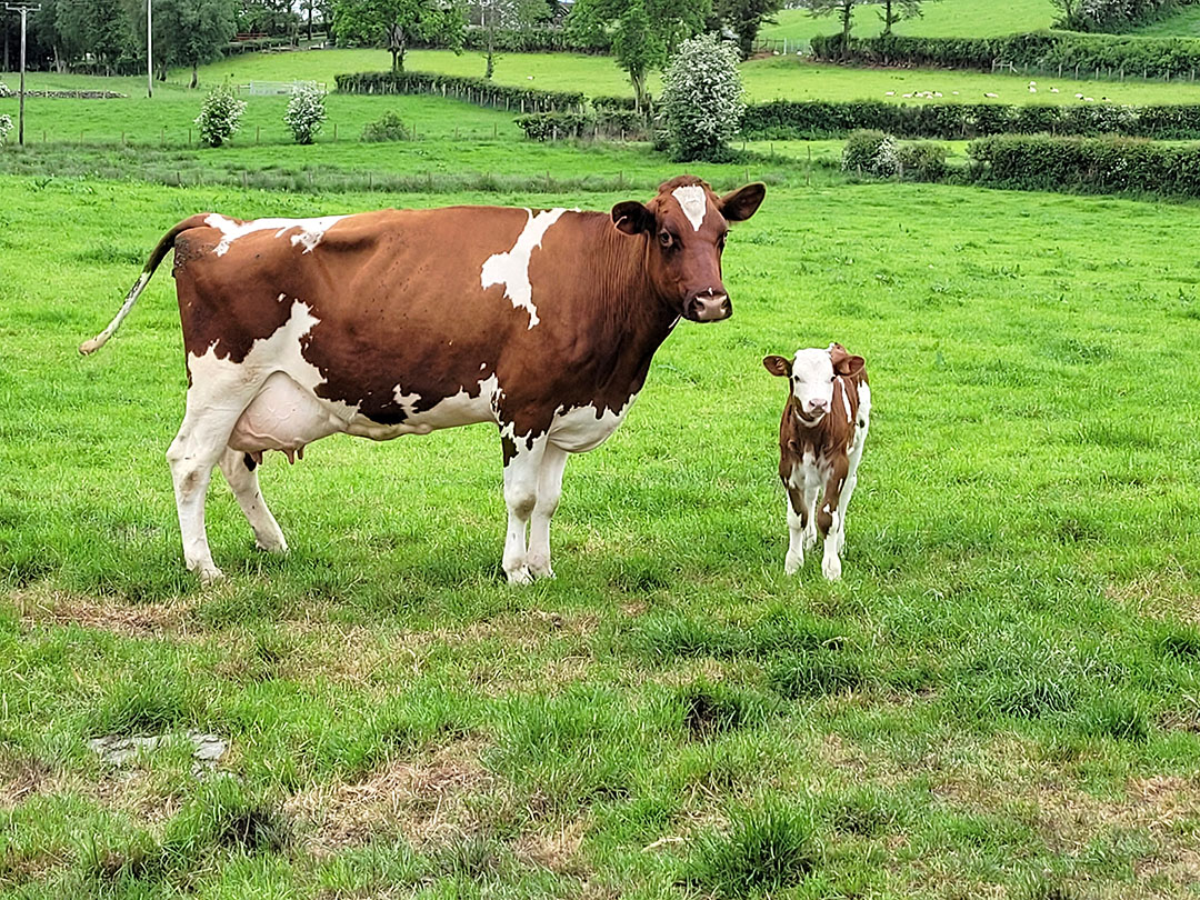 Heifer calving at the correct age - Dairy Global