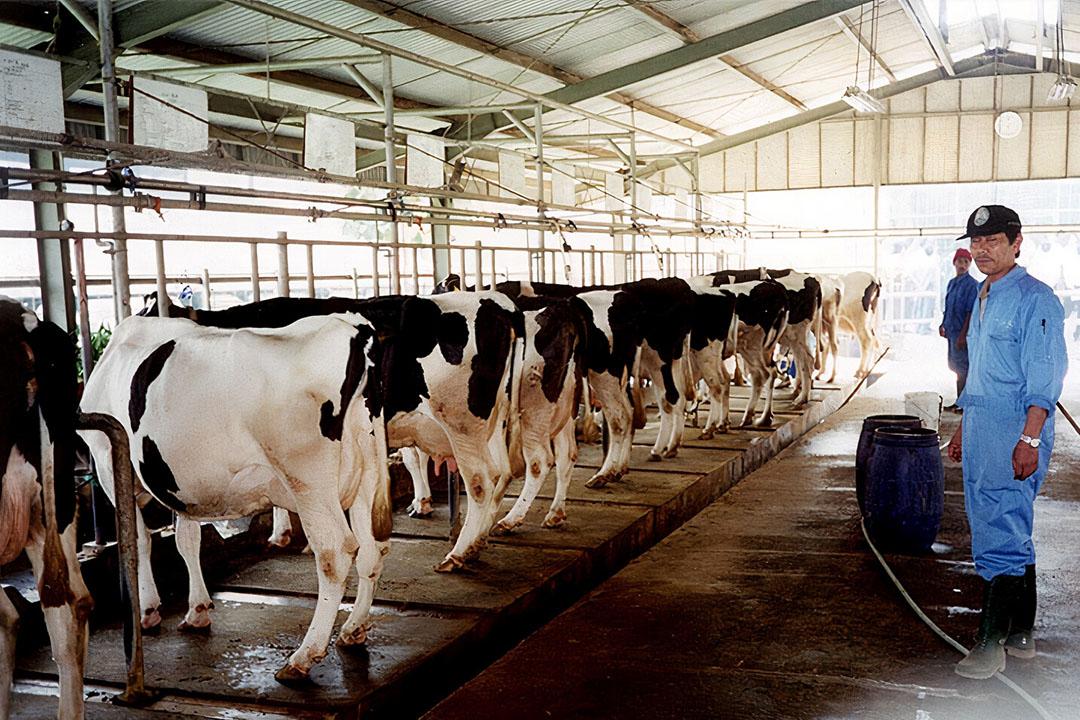 A well-managed smallholder dairy farm in Vietnam. A well-managed smallholder dairy farm in Vietnam.