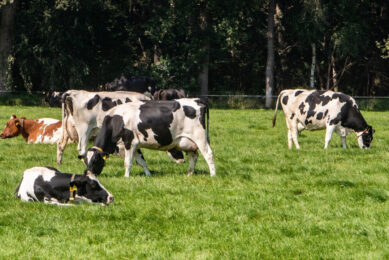 The company won for their Sustainable Livestock Farming project, where they have encouraged the development of pasture access for 100% of their farms. Photo: Ronald Hissink