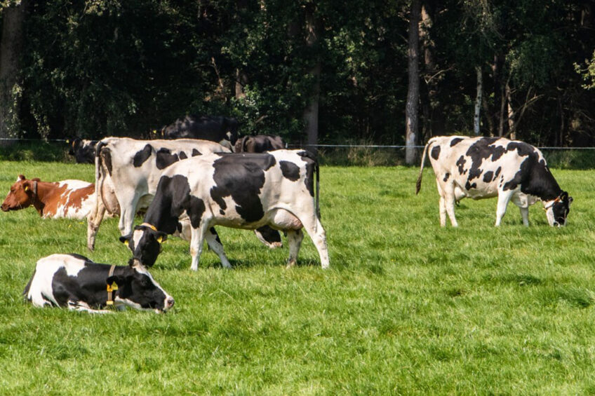 The company won for their Sustainable Livestock Farming project, where they have encouraged the development of pasture access for 100% of their farms. Photo: Ronald Hissink