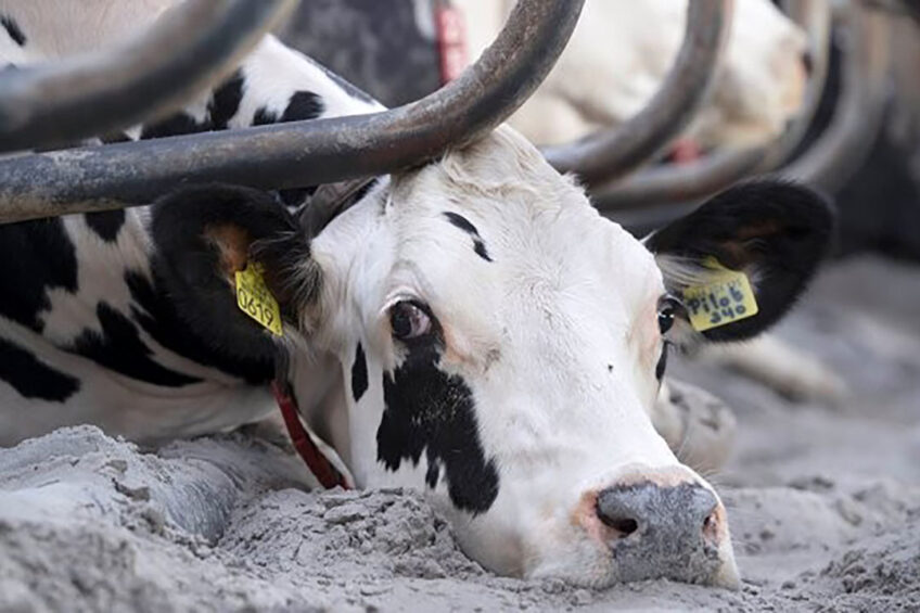 Down cows require immediate attention with assistance from a trained rescue team. Down cows need a safe area in a pen or paddock where they have a comfortable resting surface. Photo: Mark Pasveer