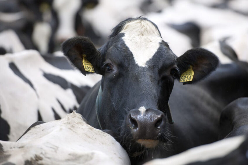 Pellets minimises feed waste, prevent behavioural feed sorting and because of their concentrated form, animals tend to perform well because of evenly receive nutrients per individual meal. Photo: Mark Pasveer