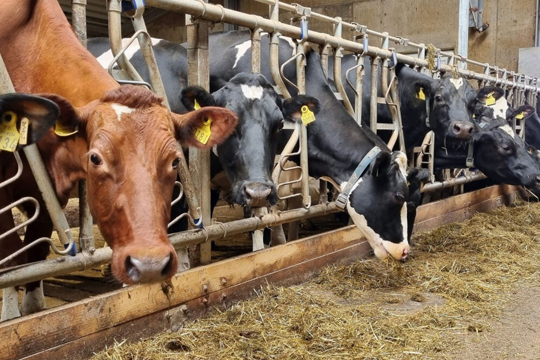 Cows are fed up to 10 times per day via a robotic feeder. Photo: Chris McCullough