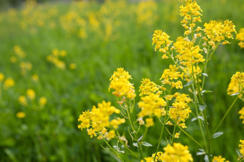 Gorlinka is a by-product of mustard meal preparation. Photo: Canva