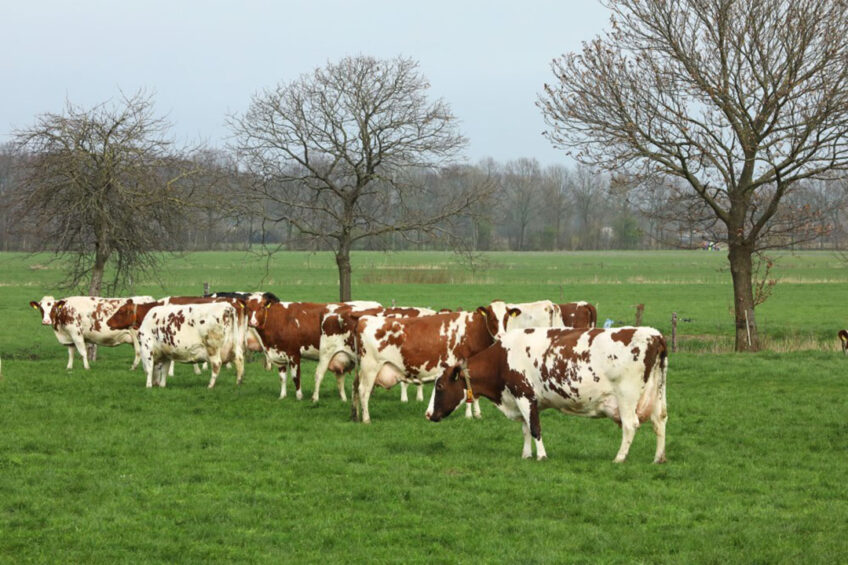 Dairy producers need to understand that application of rotational grazing system in small paddocks for large, dense herds may compromise nutrition by enhancing competition for forage and decreasing adaptive foraging movements. Photo: Henk Riswick