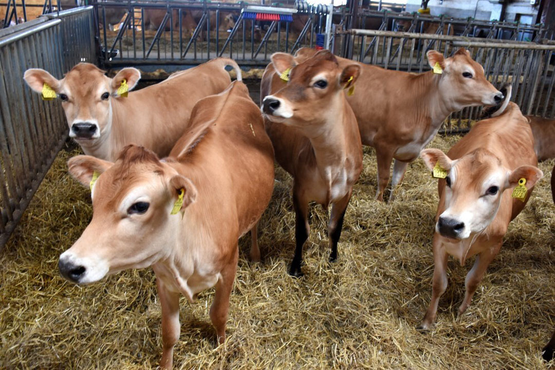 Demand is high for the Jersey heifers that Holger breeds. Photo: Chris McCullough
