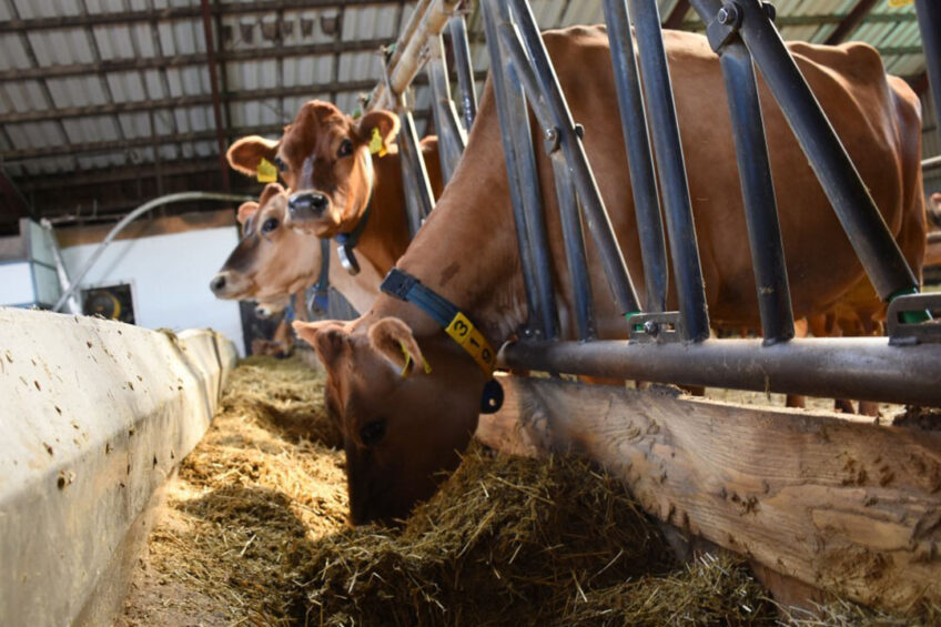 Cows are fed a ration mixed from crops grown on the farm. Photo: Chris McCullough