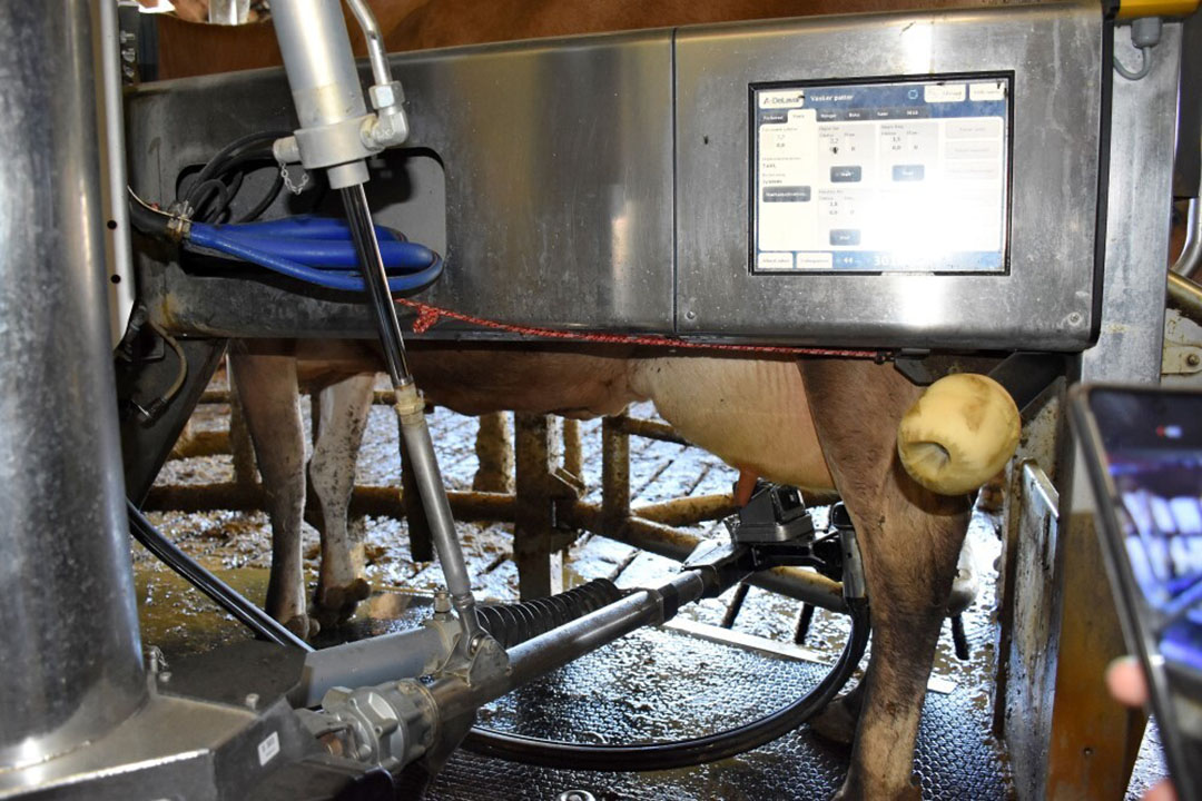 Three DeLaval robots milk the cows 2.95 times each per day. Photo: Chris McCullough