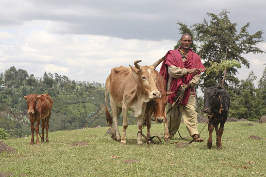 A farmer tending cattle outside his home in Wendo Ganet, Ethiopia. Photo: Zoetis