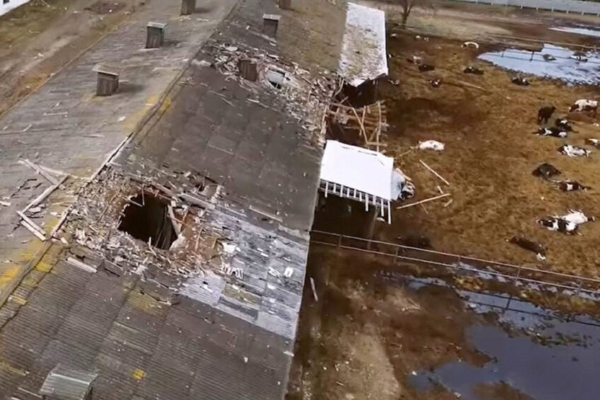 A shell went right through the cattle shed roof on this farm killing cows. Photo: Chris McCullough