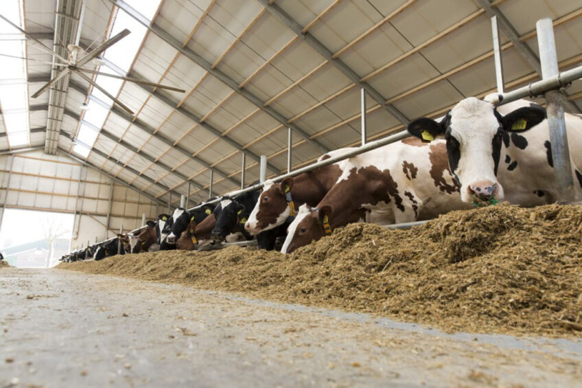 To remain profitable, producers must make decisions based on their herd’s income over feed costs (IOFC). This enables producers to make more informed decisions about feed purchases, when to lock in milk or feed prices, or adjust the ration program to accommodate market uncertainty. Photo: Koos Groenewold