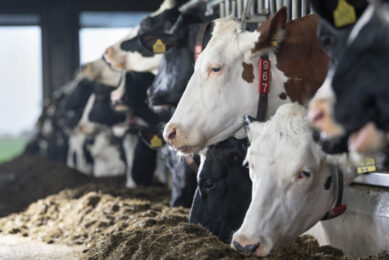 Pilot farmer Koen Slegers said: “We did not notice any change in the behaviour of the animals and the milk production remained the same. We look forward to continuing to use this product and keeping the carbon footprint of our milk as low as possible.” Photo: Mark Pasveer