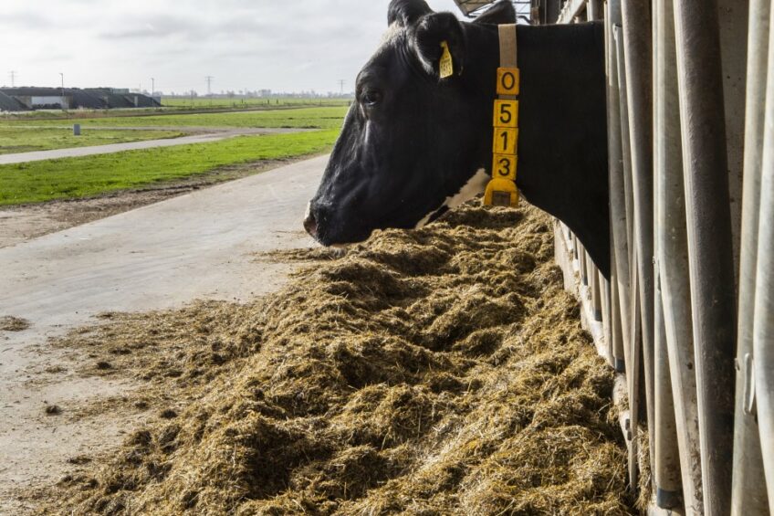 Yeast as a feed supplement for dairy cows