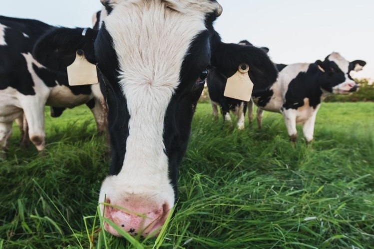 Grazing behaviour: Why knowing your cows counts