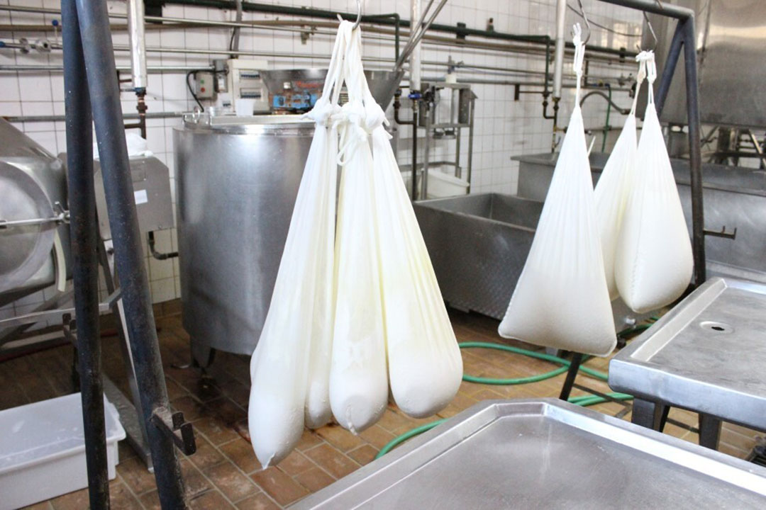 Cheesemaking at the farm. New dairy and food products are continuously being developed from goat and sheep cheeses, with improved and innovative dairy products. Photo: Daniel Azevedo