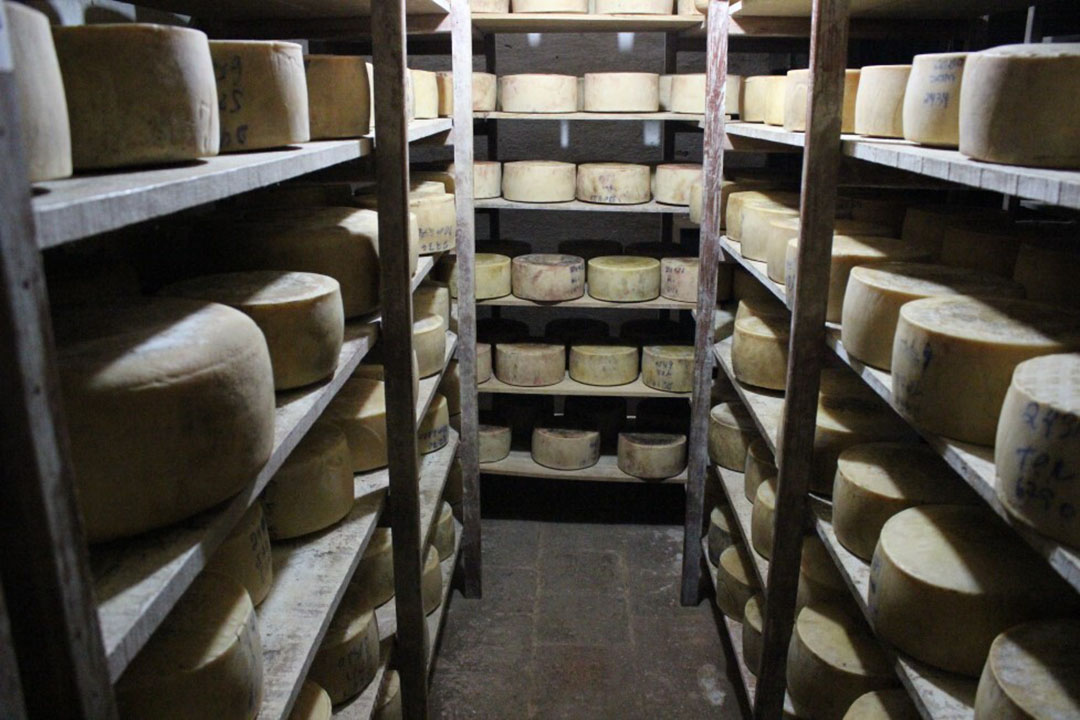 Cheese maturing in a special environment. Currently, they have around 100 cows in lactation, 130 goats and 50 sheep for cheese production. Photo: Daniel Azevedo