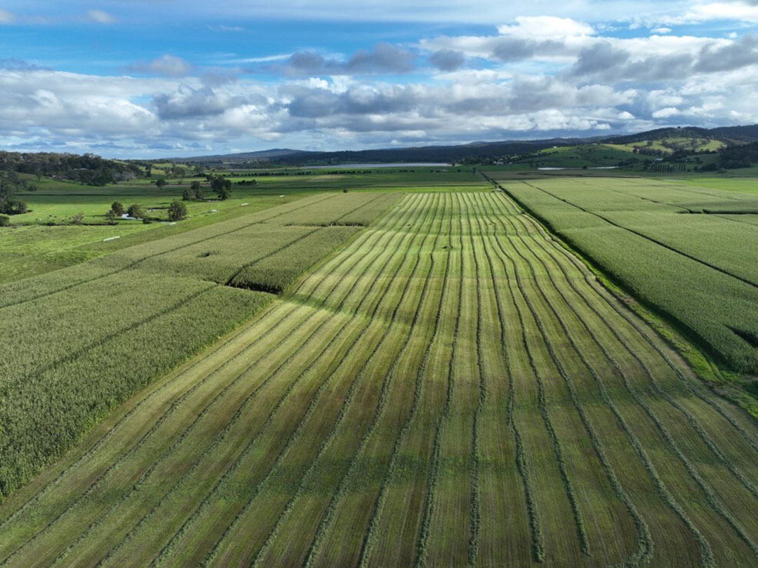 The Russell family grows 15 ha of corn for silage each year. Photo: Will Russell