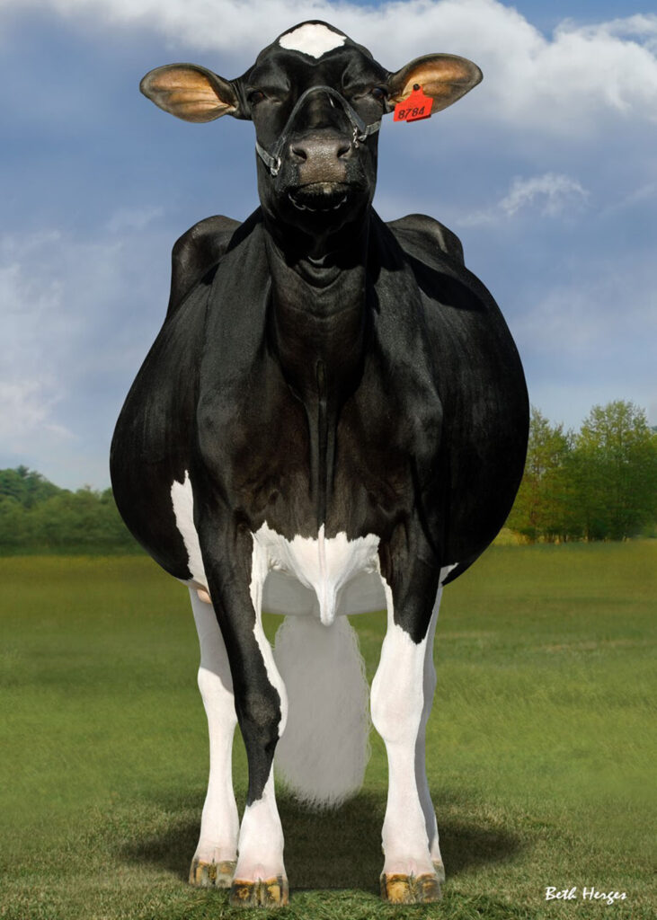 It’s what’s inside Doc – her genes – that led to her recently smashing the previous sales record for a Holstein cow in the US. Photo: Beth Hedges