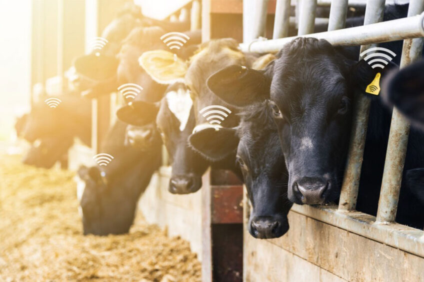 Rumination sensors and ear tag monitoring have seen an uptick in use as they advance in capabilities. Feeding behaviour, dry matter intake and efficiency are predicted with added certainty as individual data becomes available. Photo: Canva