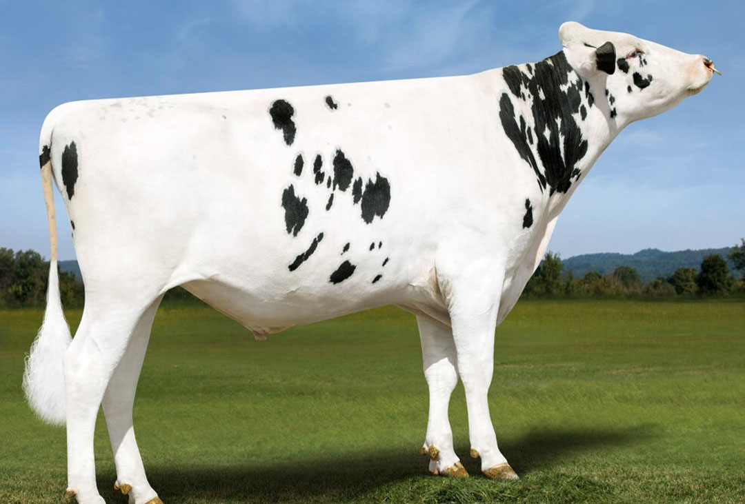 FutureCow sire - the Holstein 