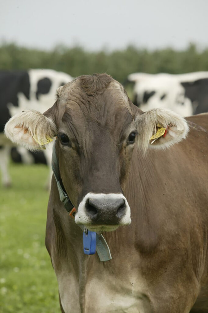 Milk yields of the Brown Swiss are second-highest to the Holstein, and the milk has a butterfat:protein ratio that results in excellent cheeses. Photo: Mark Pasveer
