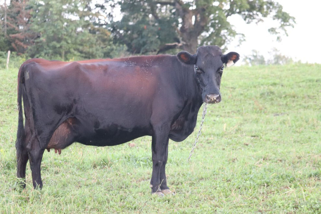 Although the common coat colour of the Canadienne is black (with some brown to russet also present), they perform well on pasture; they were bred specifically to do well on rough terrain. Photo: Mario Duchesne