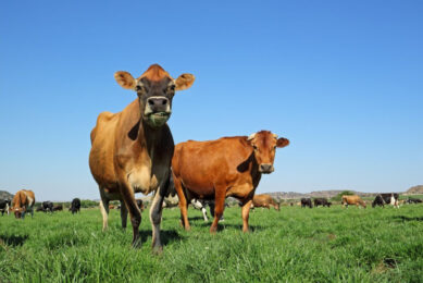 The number of Jersey herds has greatly increased in Canada and the US in recent years due to their pasture performance, higher milk fat and protein percentages. Photo: Team Publicatie