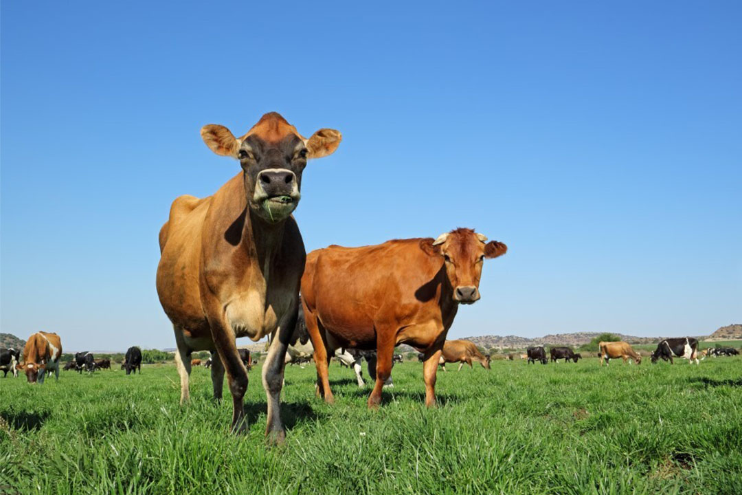 How do dairy breeds perform on pasture? - Dairy Global