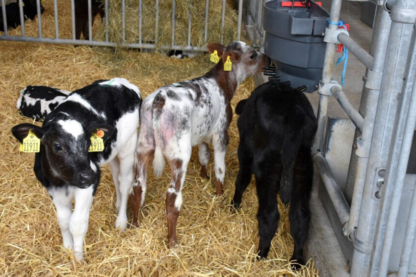 Kristian prefers to buy calves from beef breed. Photo: Chris McCullough