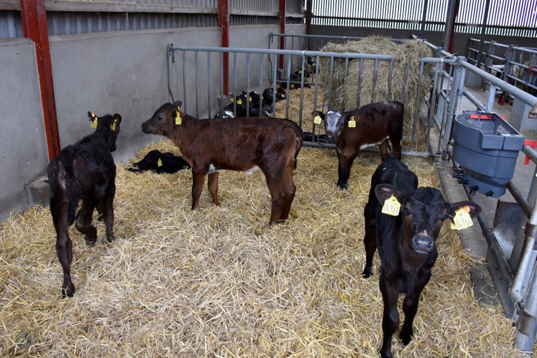 Calves are bought from 25 local dairy farmers at three weeks old. Photo: Chris McCullough
