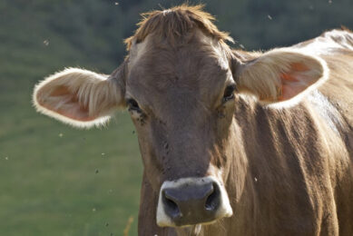 Researchers discovered that cows with a high immune response also had a higher tolerance for increased temperatures. Photo: Dreamstime