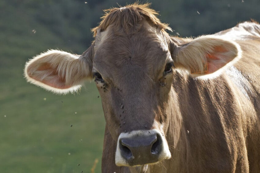 Researchers discovered that cows with a high immune response also had a higher tolerance for increased temperatures. Photo: Dreamstime