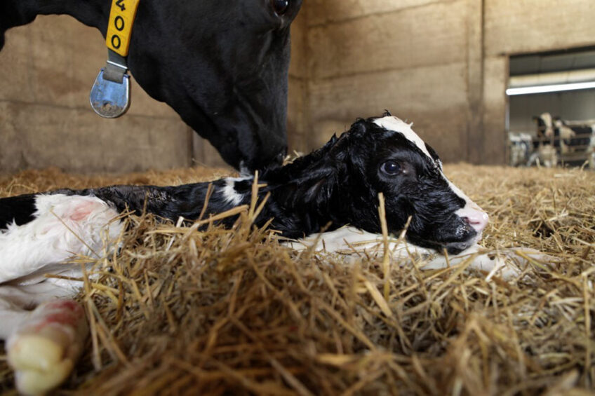 Newborn calves have high rates of morbidity and mortality; therefore, it is imperative to implement strategies to ensure the healthy state and nutritional level of calves in the early life stage. Photo: Henk Riswick