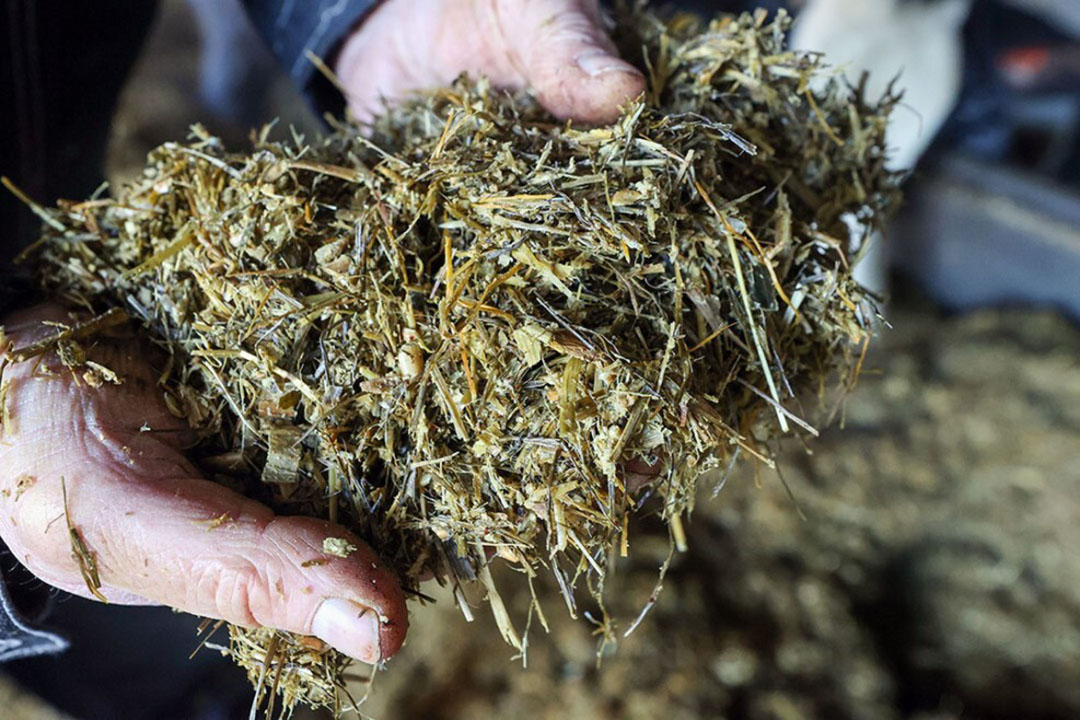 Many natural feeds such as pastures, hays, and especially silages contain an appreciable percentage of NPN. Photo: Bert Jansen