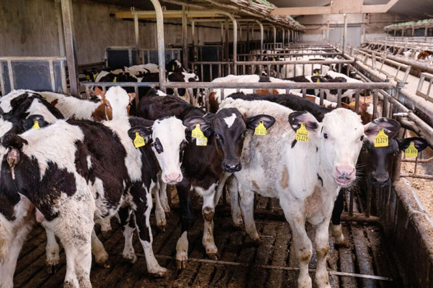 Supplementation with probiotics is recommended to improve rumen development and the health status of Holstein calves. Photo: Herbert Wiggerman