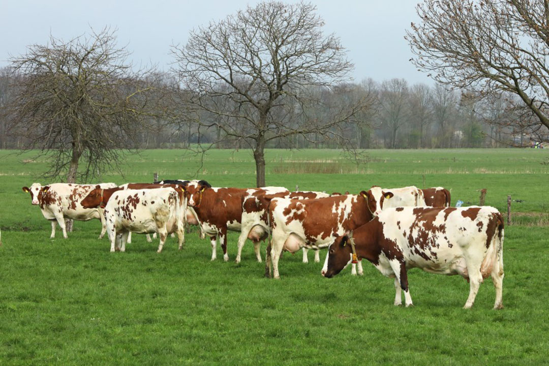 Grass was found to be the optimal surface, although researchers said it was logical to think that poorly maintained pasture would lose the optimal balance of the hoof horn wear and growth, in addition to the natural claw load. Photo: Henk Riswick