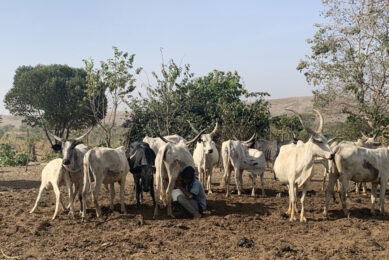 The White Fulani cows have today an average yield of 1.5-2 kg per day, less than the Sana goat breed that is widely used in Europe. Photo: Barbara Fouchet