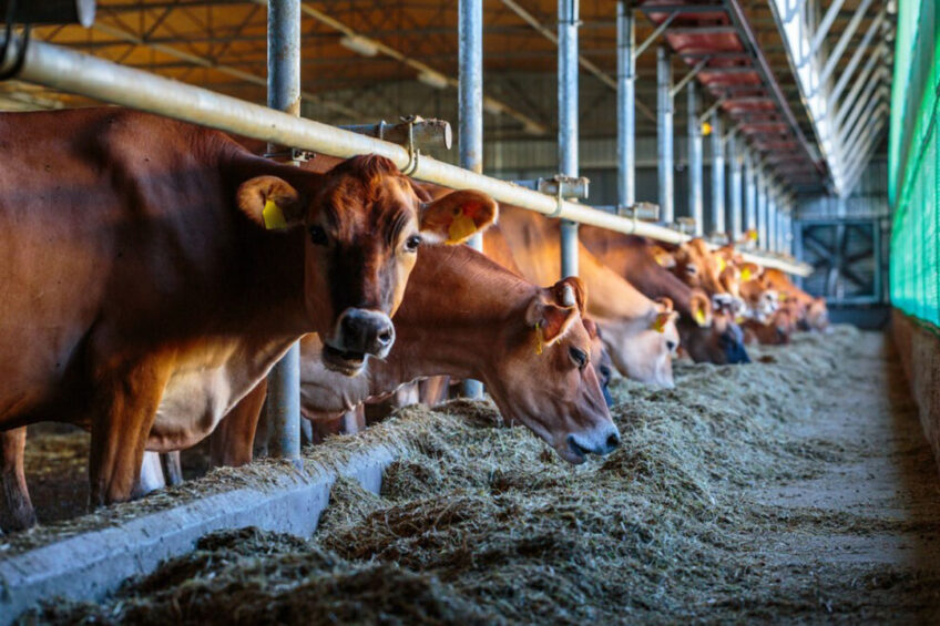 Adequate forage particle size in the ration maintains proper rumen environment and improves feed efficiency. Photo: Shutterstock
