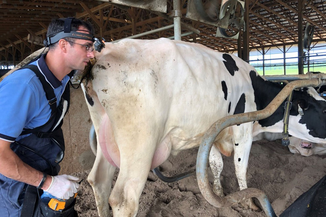 Performing an ultra-sound here. Anti-inflammatory drugs such as aspirin have already been shown to have other positive effects in terms of milk production, uterine health and fertility. Photo: Dr Adrian Barragan