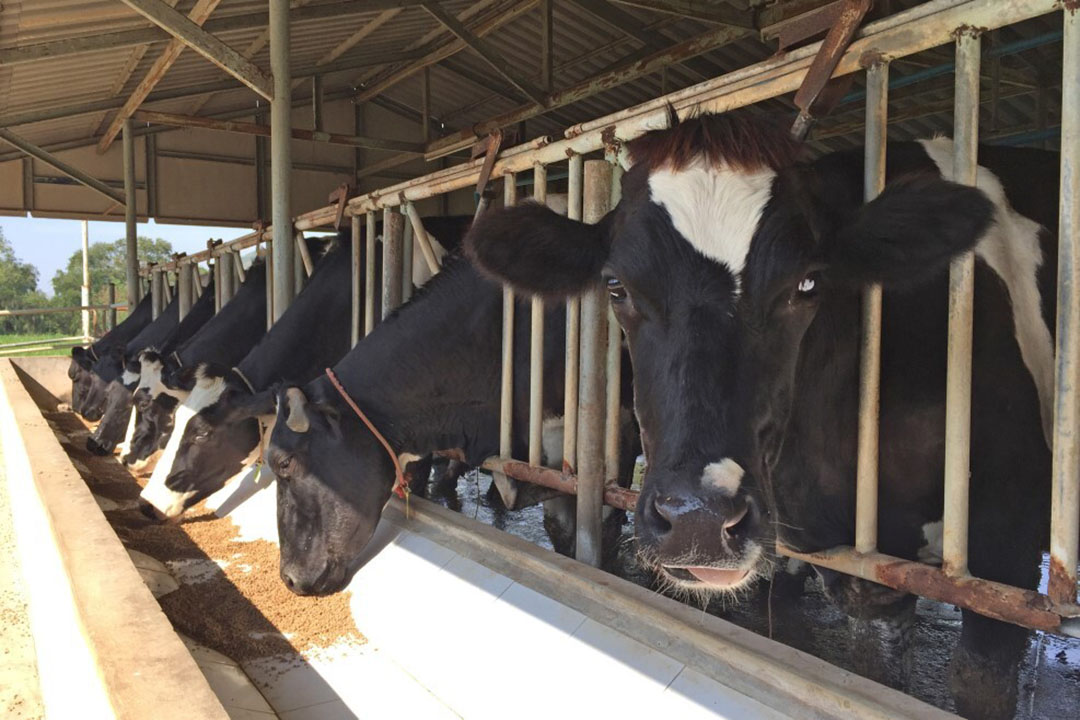 Dairy systems are so organised and regimented now, but there’s still a place for a dedicated feeder who handles bunk management. Photo: Shutterstock