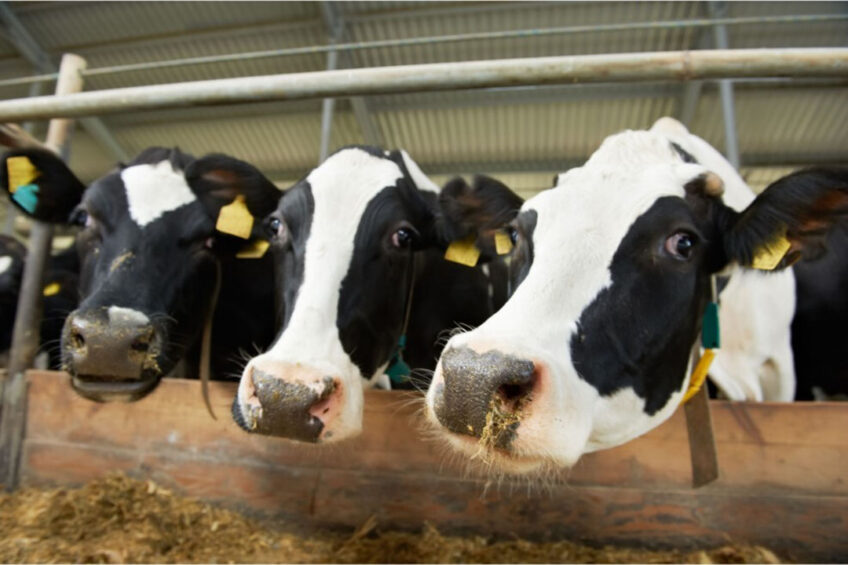 A further consequence of poor bunk management is reflected in the social behaviour cows exhibit when hungry. Photo: Canva