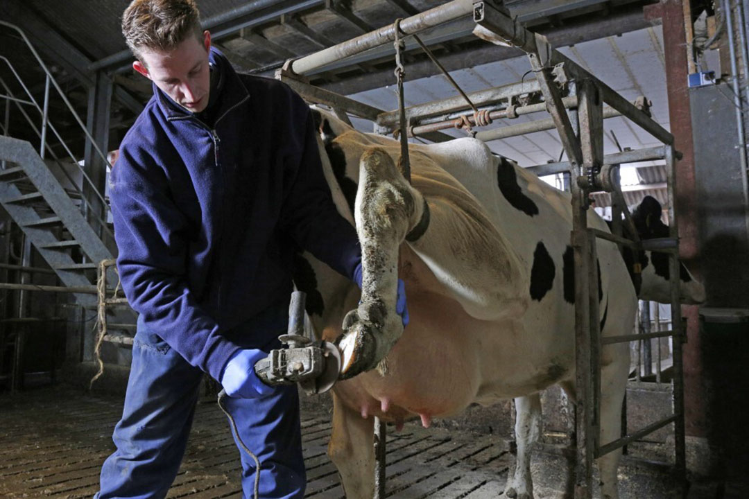 Different claw trimming methods include the functional claw trimming or Dutch method, the White Line method, the White Line Atlas method and the Kansas method. Photo: Ruud Ploeg Fotografie