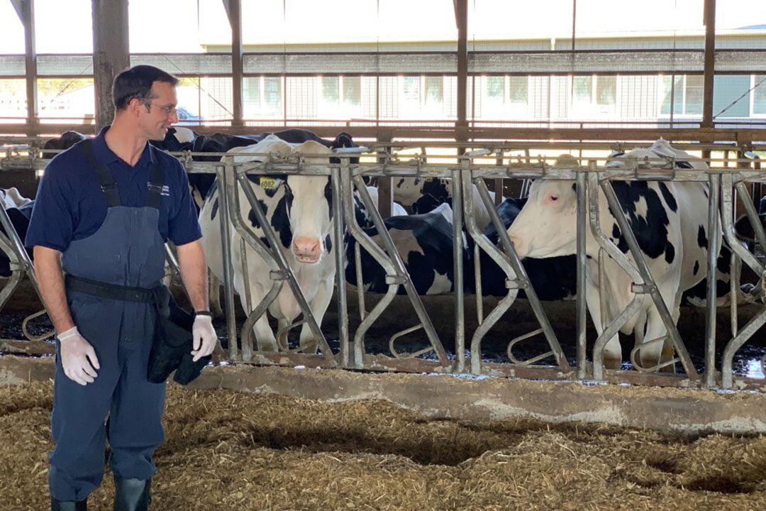 Dr Barragan and his colleagues looked at giving aspirin to prevent the udder diseases that cows are prone to experience during the dry-off period in the lactation cycle. Photo: Dr Adrian Barragan