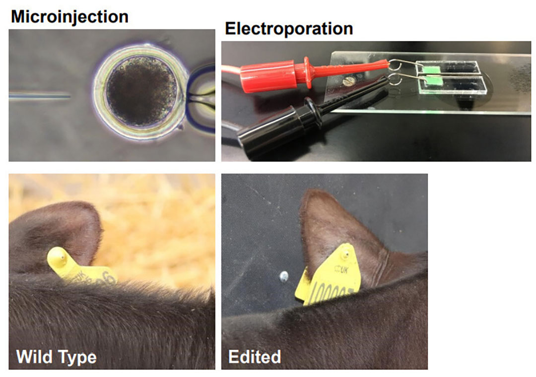 Dr Simon Lillico, core scientist at the University of Edinburgh, first notes that microinjection of DNA into an egg is an expensive and technically difficult procedure. The technique of electroporation (making pores with an electric field) has been around for many years for introducing DNA into cells, but only recently has it been used with zygotes,” he says. Photo: Dr Simon Lillico