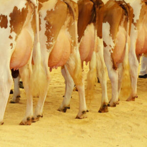 Lameness is a huge issue for the UK dairy industry, with between a fifth and a quarter of cattle affected, costing the industry around £53.5 million a year. Photo: Henk Riswick