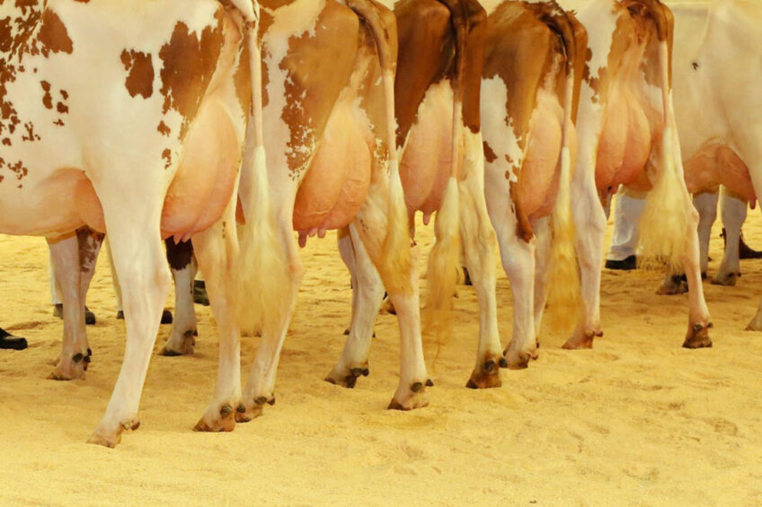Lameness is a huge issue for the UK dairy industry, with between a fifth and a quarter of cattle affected, costing the industry around £53.5 million a year. Photo: Henk Riswick