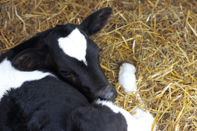 Diagnosing bovine respiratory disease in calves is imperative to avoid a negative effect on calf productivity. Photo: Melissa Schalke