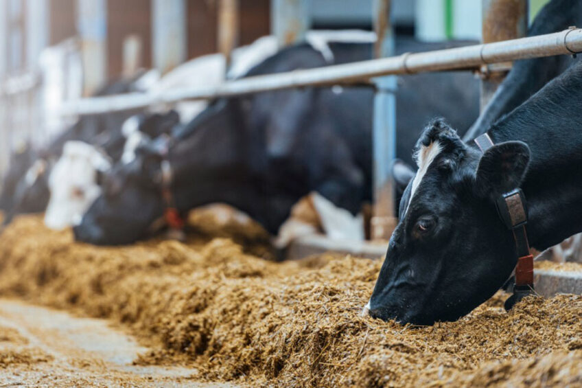 While Fusarium mycotoxins deoxynivalenol (DON), zearalenone (ZEN) and Fumonisins from B class (FBs) have been widely studied, very little in vivo research has been conducted when it comes to how these mycotoxins threaten nutrient digestibility and rumen function in dairy cows. Photo: Shutterstock