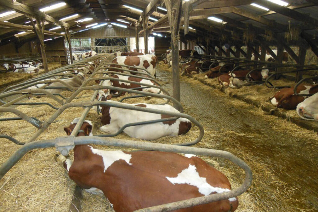 Inside the cow building with comfortable cubicles. Photo: Philippe Caldier