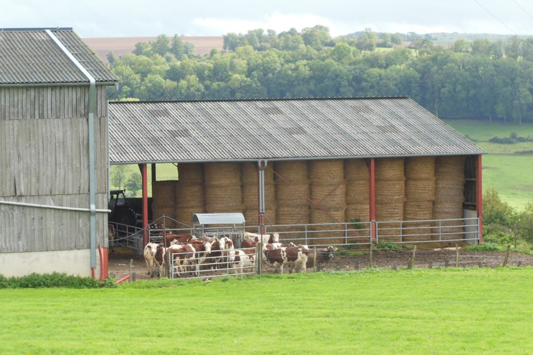 The Gaec des Marronniers is one of the 39 dairy farms authorised to produce milk intended for the production of Époisses cheese. Photo: Philippe Caldier